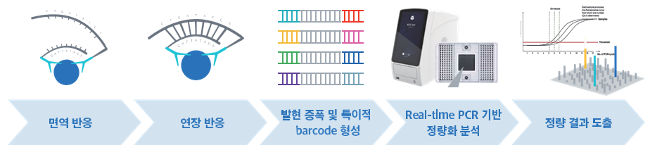 Olink PEA(Proximity Extension Assay) 정량 프로세스 다이어그램 &mdash; 면역 반응 &rarr; 연장 반응 &rarr; 발현 증폭 및 특이적 barcode 형성 &rarr; Real-time PCR 기반 정량화 분석 &rarr; 정량 결과 도출